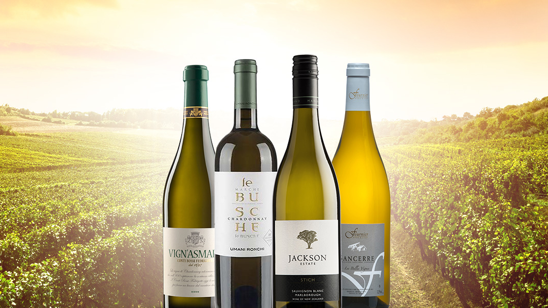 126 chardonnay versus sauvignon blogbanner z tekst