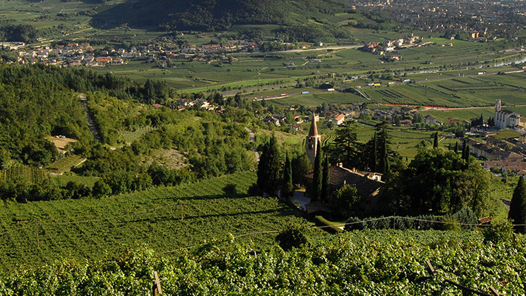 BossiFedrigotti winery