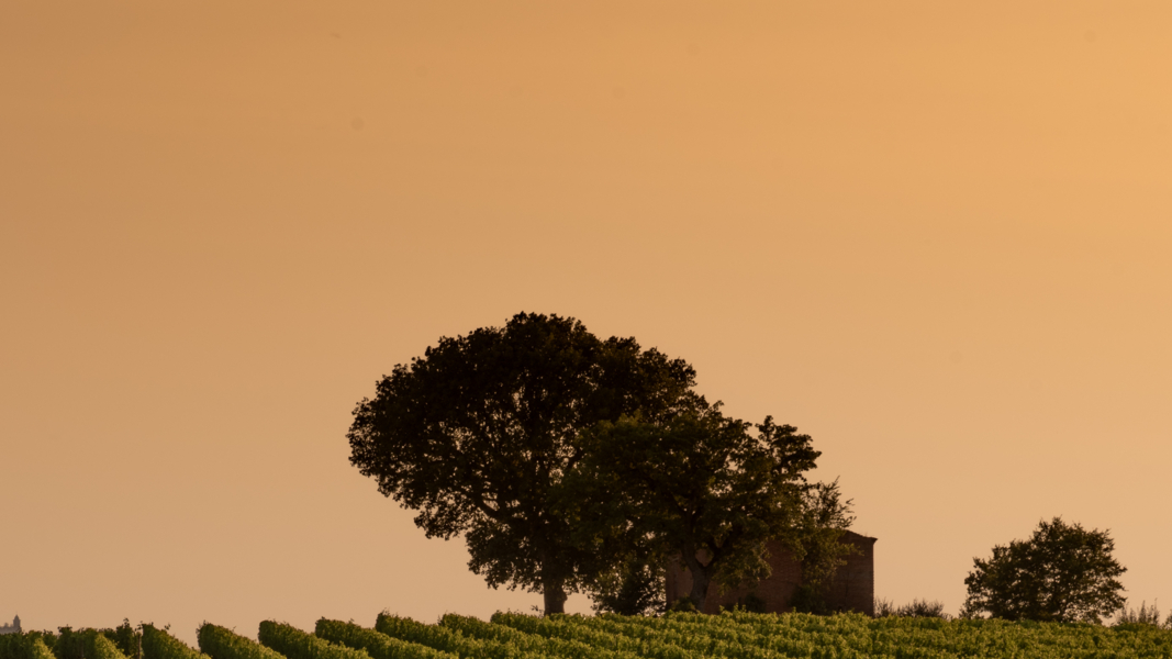 Maggiarino vineyard