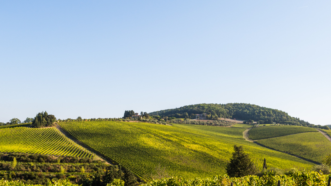 Tignanello and Solaia vineyards