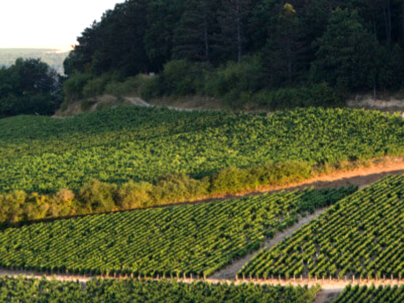 https://www.winelist.nl/media/cache/16x9_thumb/media/image/article-overview/Billaud-simon_blogbanner_z_tekst.jpg