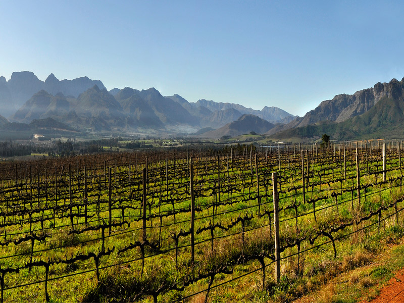 https://www.winelist.nl/media/cache/16x9_thumb/media/image/article-overview/Boschendal_wijngaarden.jpg