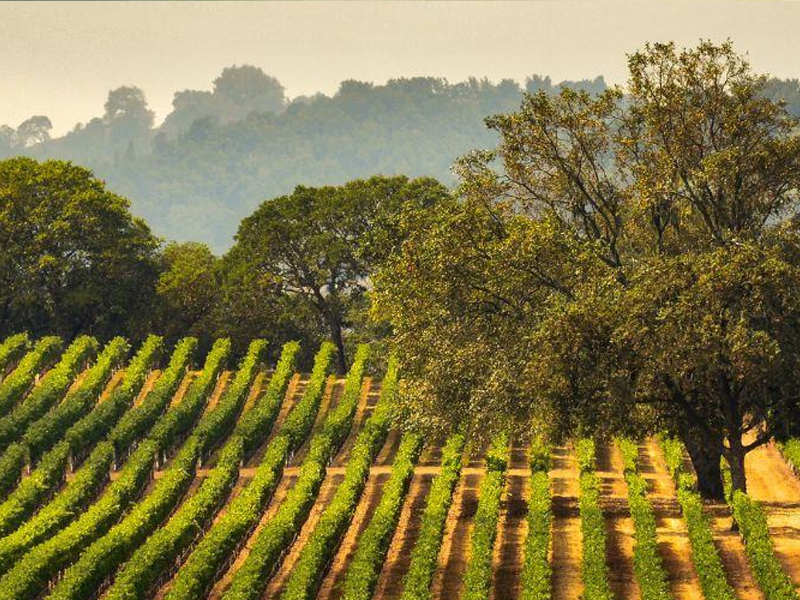 https://www.winelist.nl/media/cache/16x9_thumb/media/image/article-overview/Napa_blogbanner_z_tekst.jpg