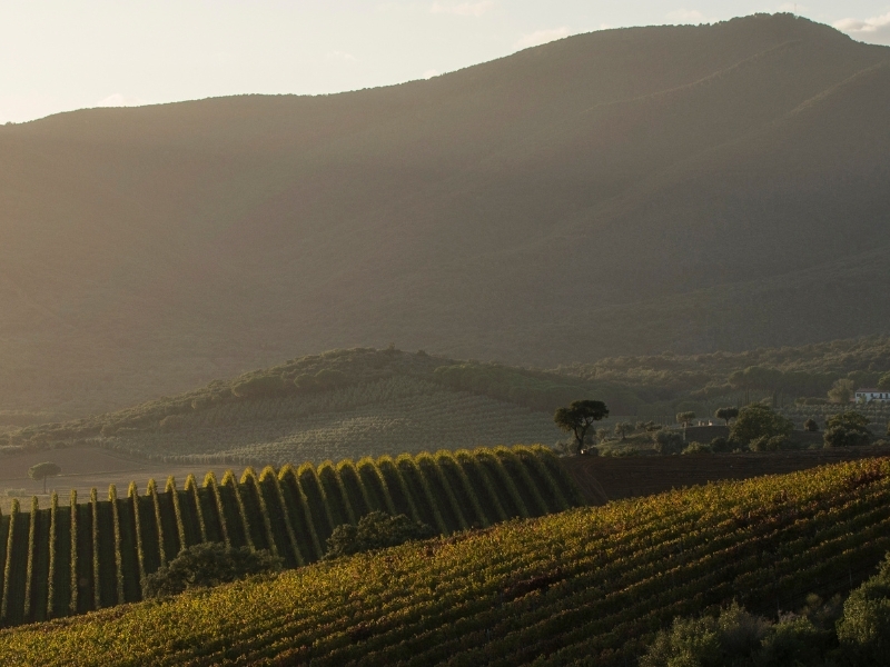 https://www.winelist.nl/media/cache/16x9_thumb/media/image/article-overview/maremma.jpg