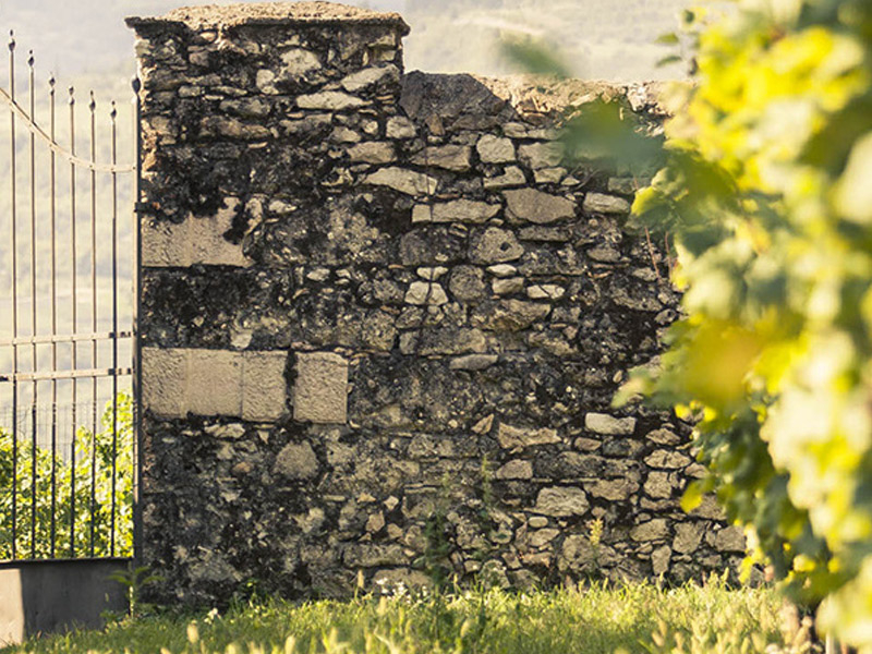 https://www.winelist.nl/media/cache/16x9_thumb/media/image/brand-banner/BossiFedrigotti_wijnstruik.jpg