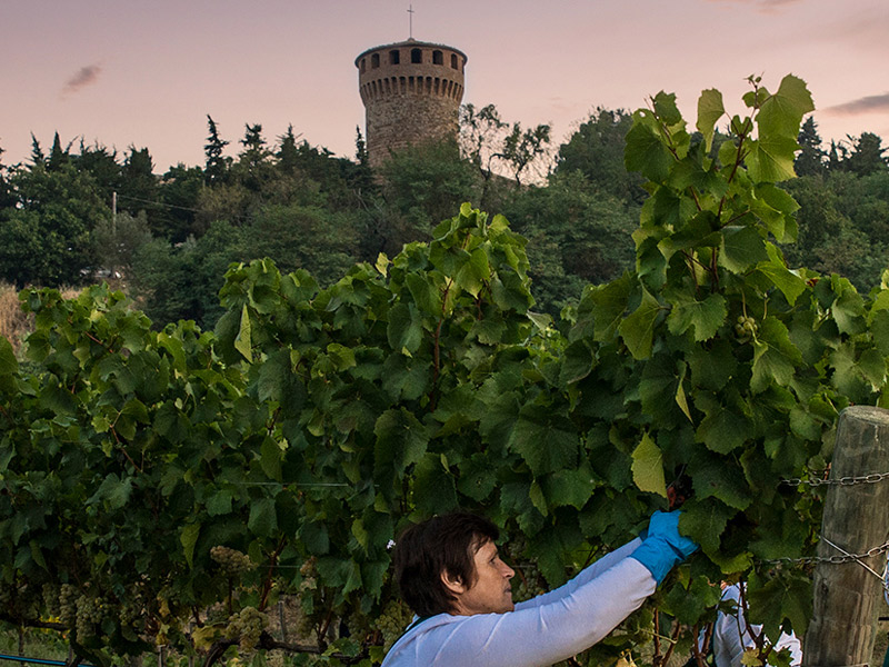 https://www.winelist.nl/media/cache/16x9_thumb/media/image/brand-banner/CastellodellaSala_wijnoogst.jpg