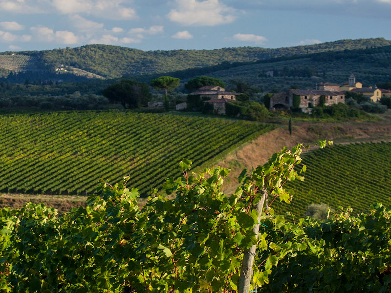 https://www.winelist.nl/media/cache/16x9_thumb/media/image/brand-banner/Tenuta_Peppoli_estate.jpg