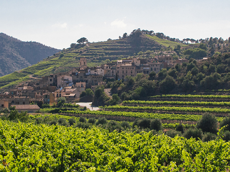 https://www.winelist.nl/media/cache/16x9_thumb/media/image/brand-banner/vall%20llach%20blogbanner_2.jpg