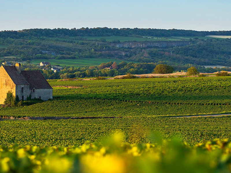 https://www.winelist.nl/media/cache/16x9_thumb/media/image/content/Olivier_Leflaive_estate_groot_1.jpg