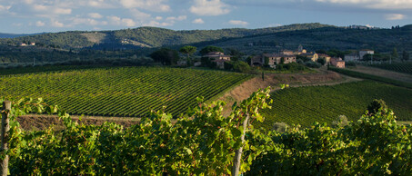 Tenuta Peppoli estate