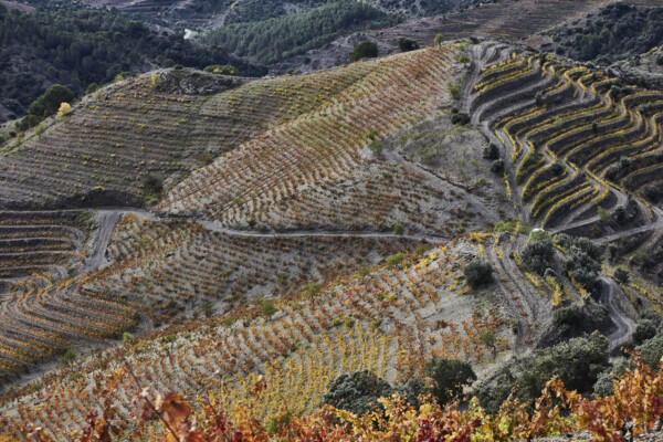 Mas de la Rosa Vineyard 3.jpg